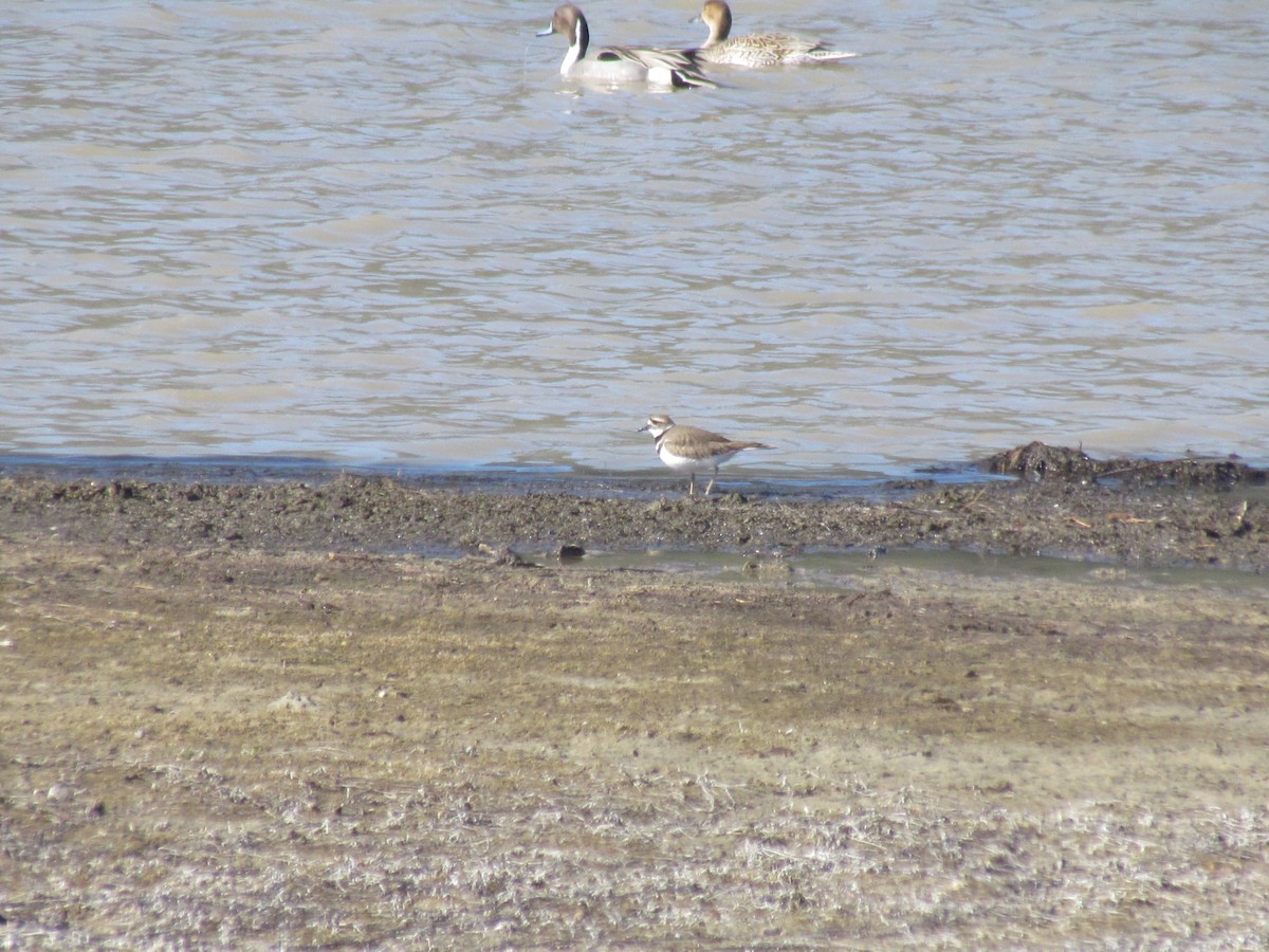 Killdeer - ML428258491