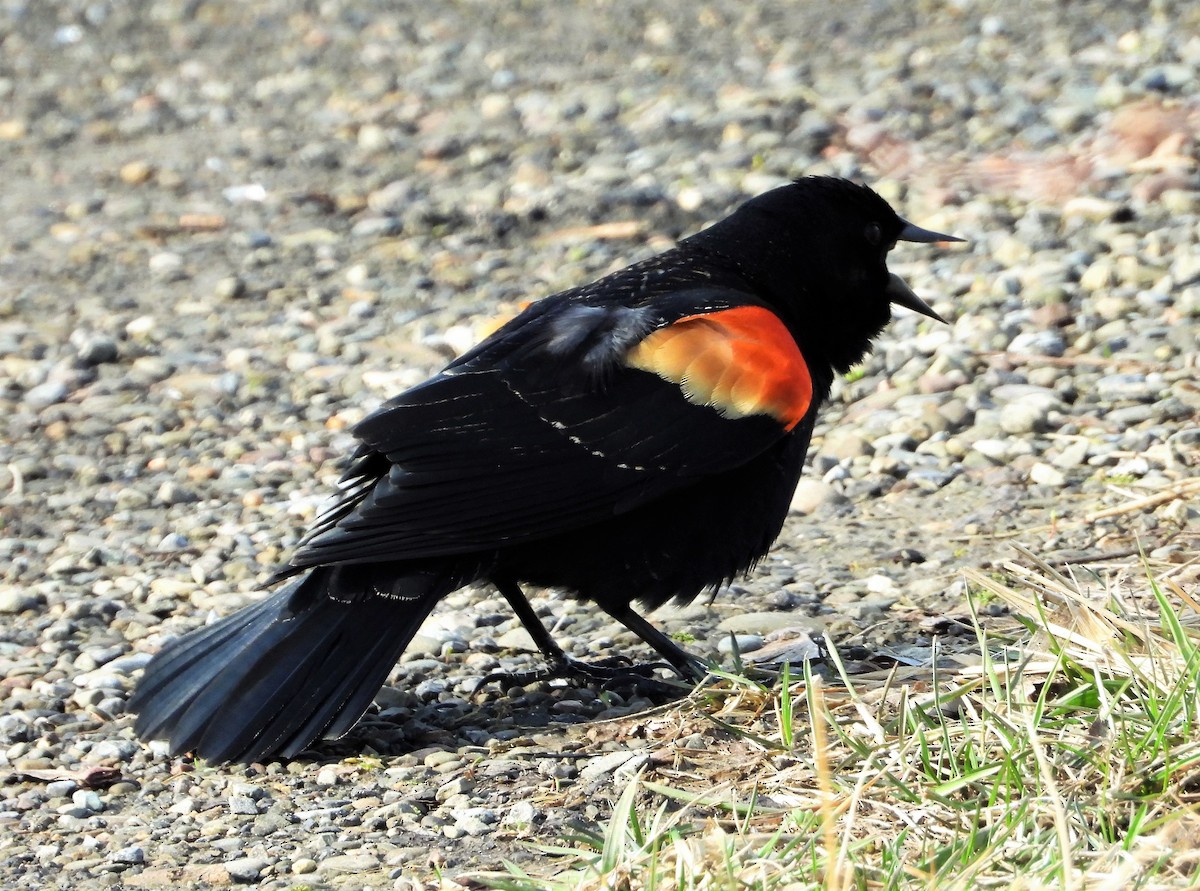 Red-winged Blackbird - ML428259061