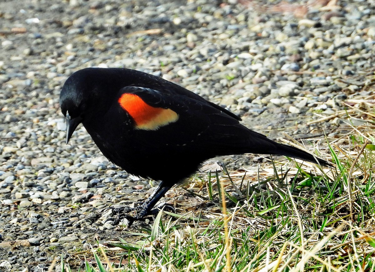 Red-winged Blackbird - ML428259101