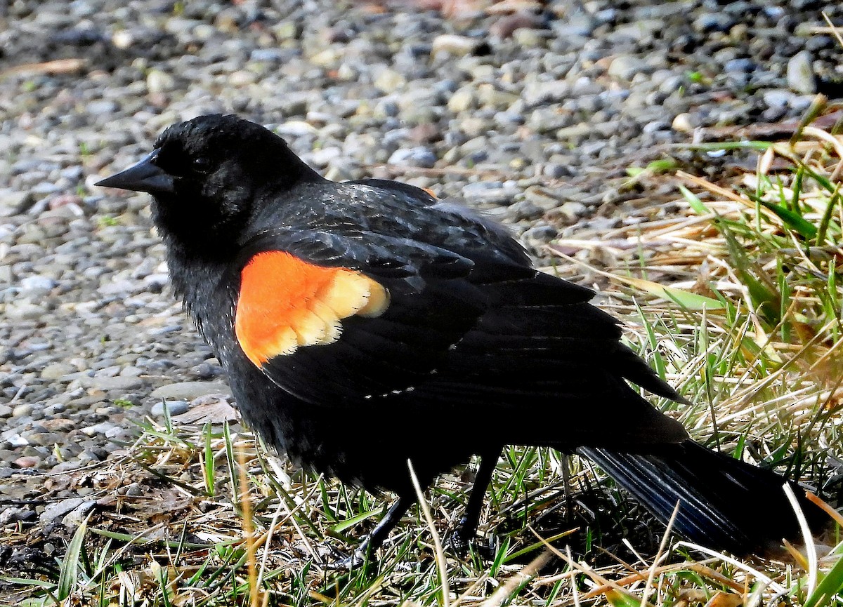 Red-winged Blackbird - ML428259151