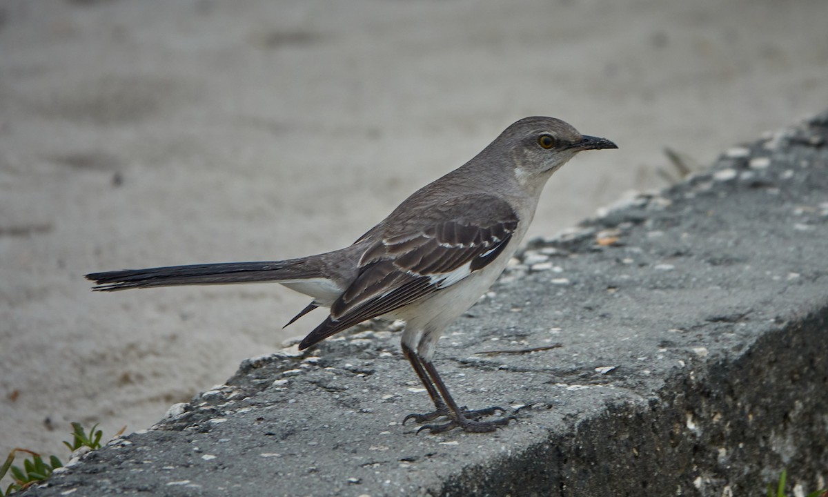 Northern Mockingbird - ML428260161