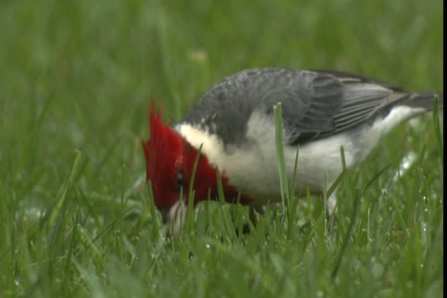 Red-crested Cardinal - ML428262