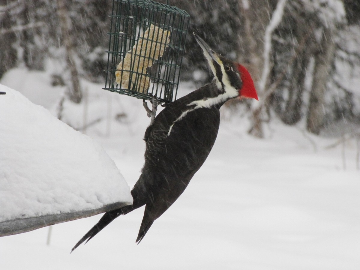 Pileated Woodpecker - ML42826201