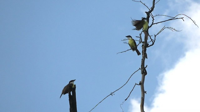 Great Kiskadee - ML428262481