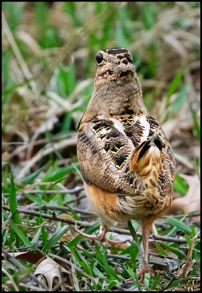American Woodcock - Jim Emery