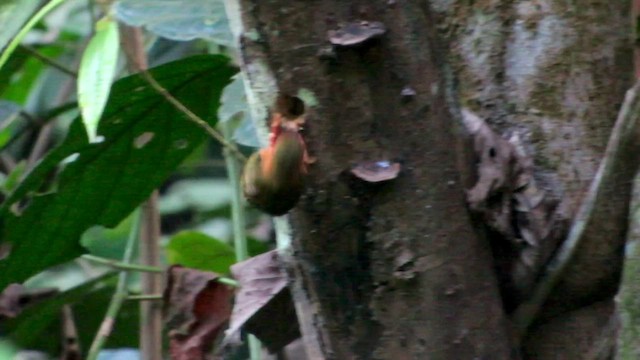 Rufous Piculet - ML428263771