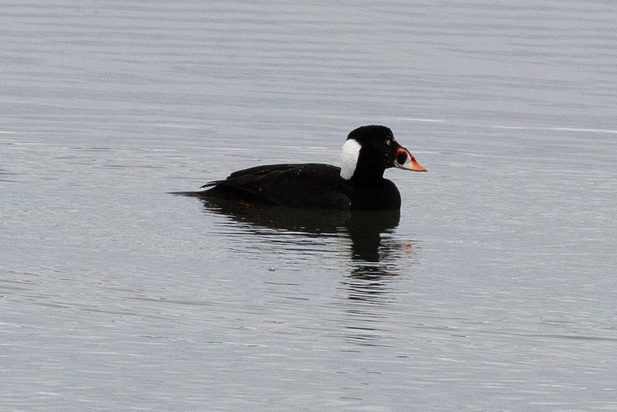 Surf Scoter - ML428263801