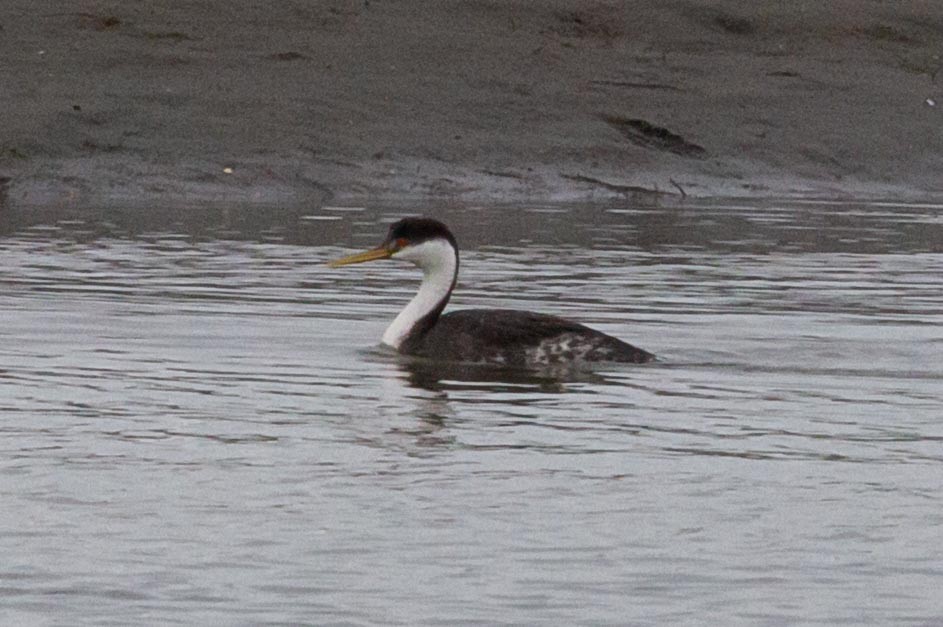 Western Grebe - Graham Smith