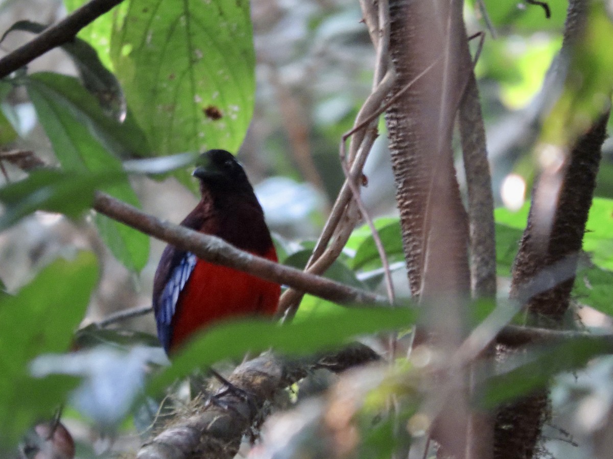 Black-crowned Pitta - GARY DOUGLAS