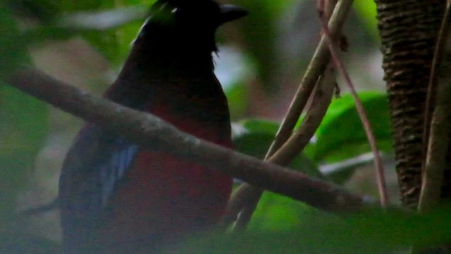 Black-crowned Pitta - ML428264271