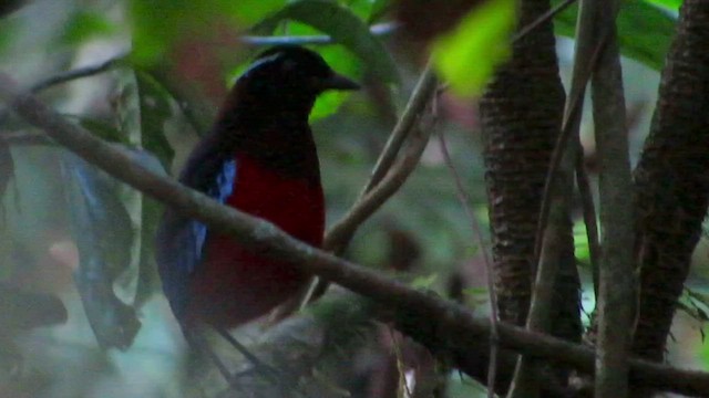 Black-crowned Pitta - ML428264411