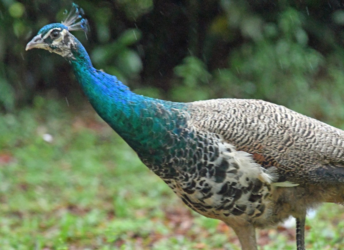 Indian Peafowl - ML428264551