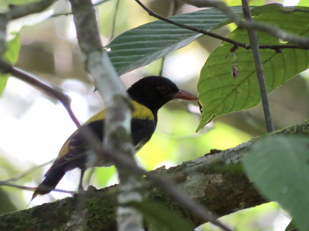 Ventriloquial Oriole - GARY DOUGLAS