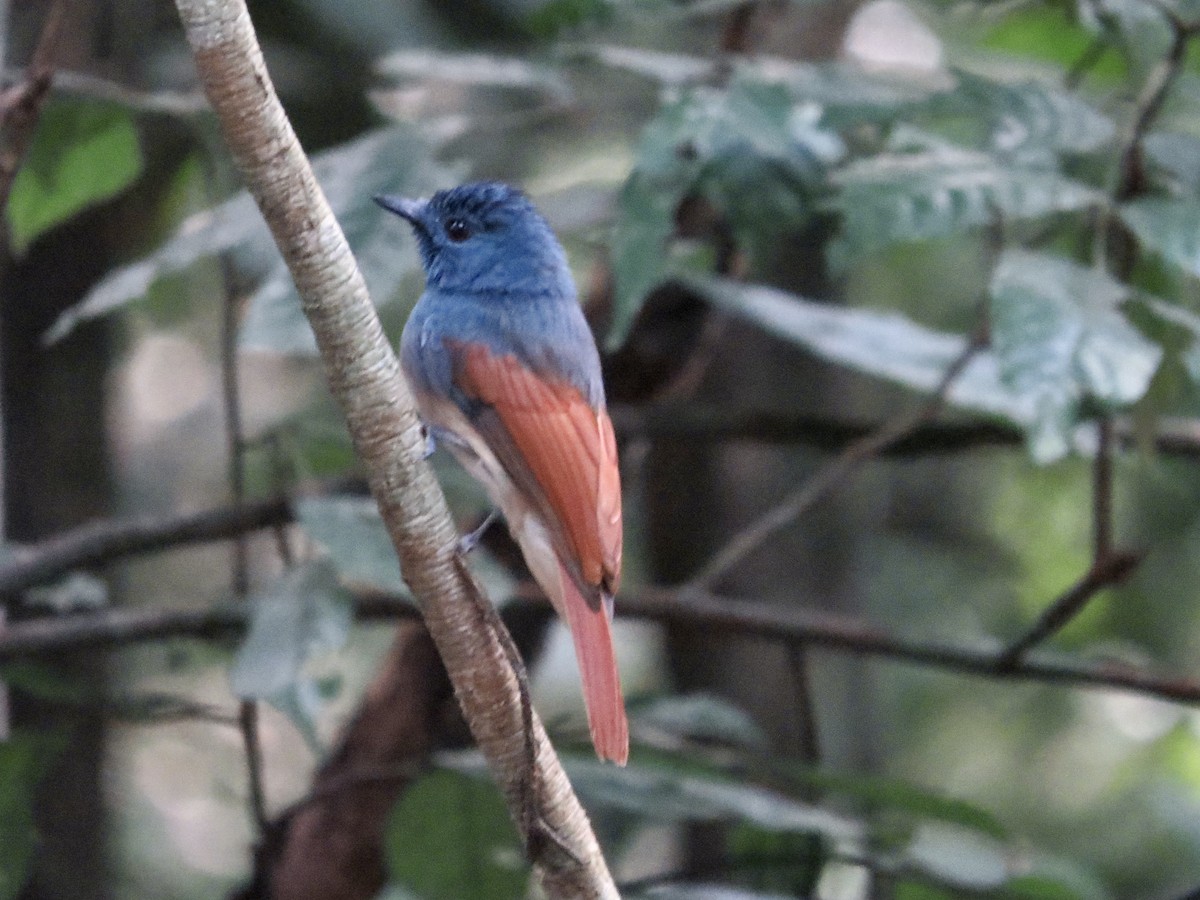 Rufous-winged Philentoma - GARY DOUGLAS