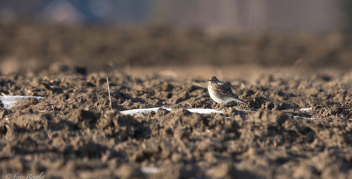 Eurasian Skylark (European) - ML428265371