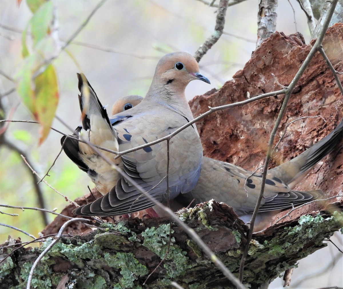 Mourning Dove - ML428265431