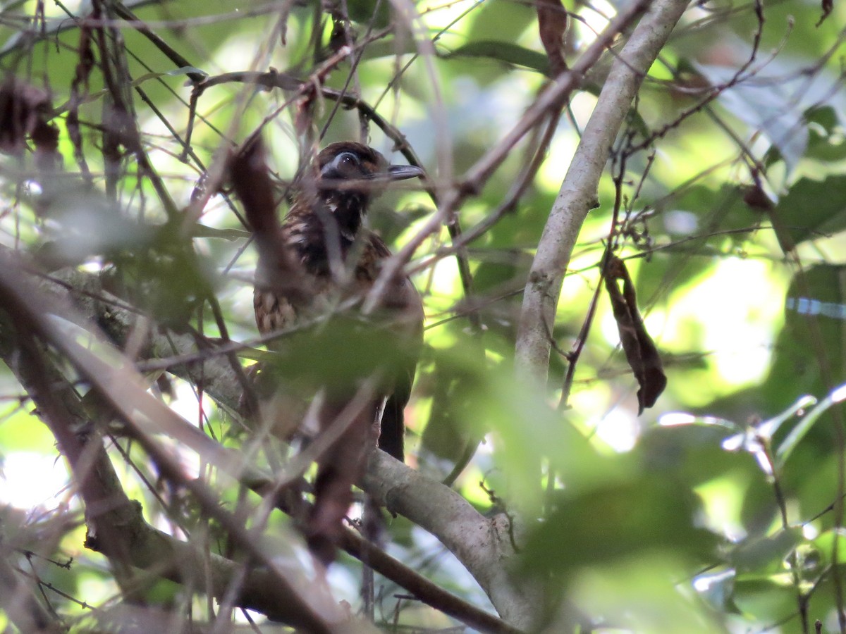 Black-throated Wren-Babbler - GARY DOUGLAS