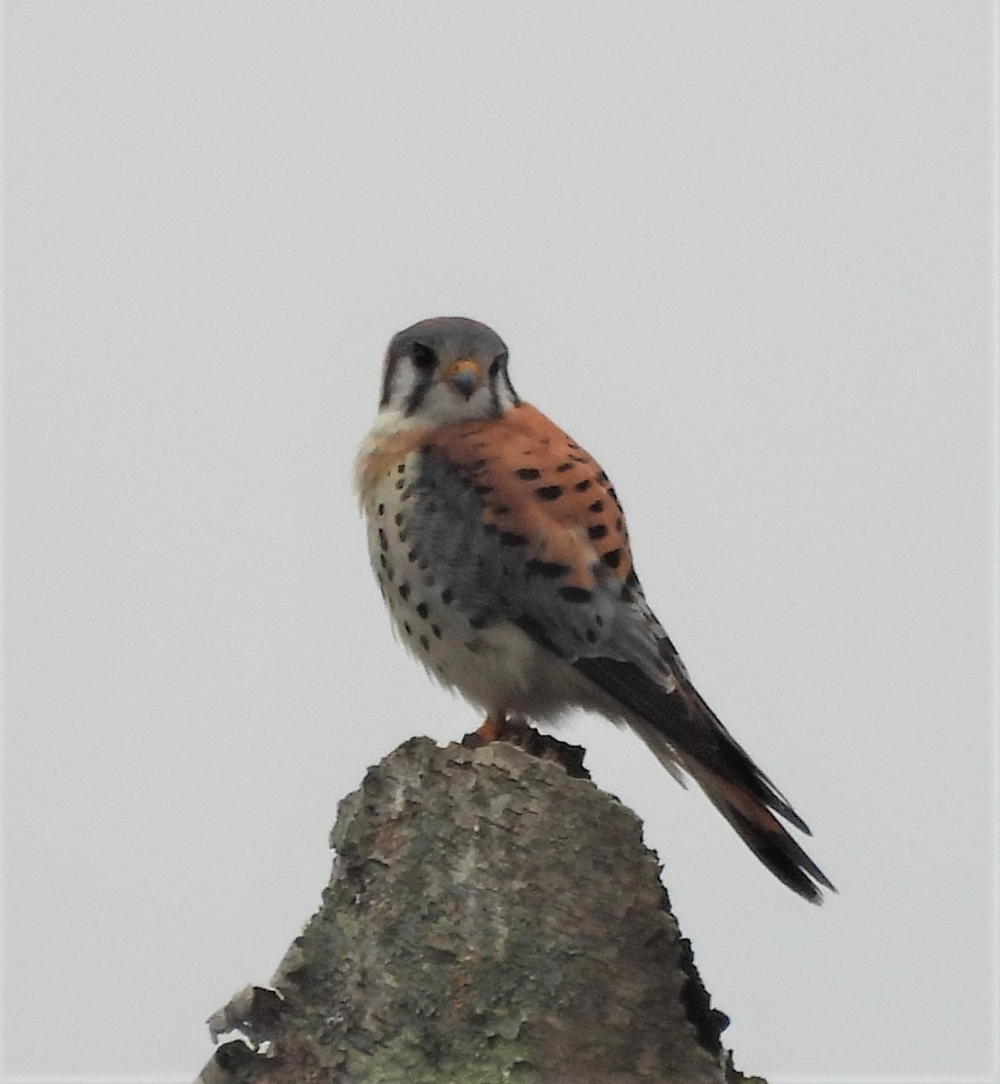 American Kestrel - ML428265521