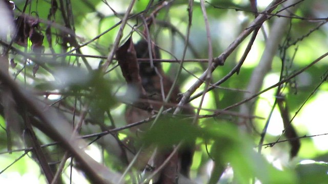 Black-throated Wren-Babbler - ML428265571