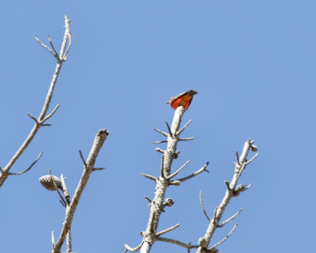 Vermilion Flycatcher - ML428265591