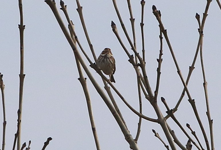 Little Bunting - ML428266261