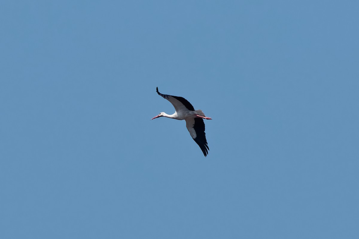 White Stork - özerk sonat pamir