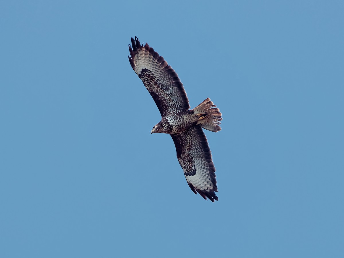 Common Buzzard - özerk sonat pamir