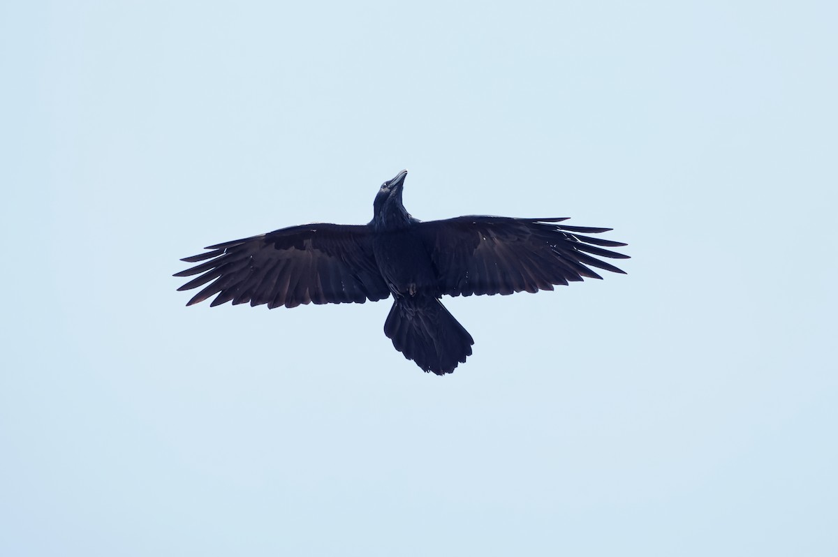 Common Raven - özerk sonat pamir
