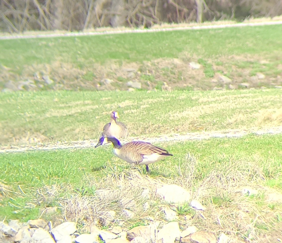 Greater White-fronted Goose - Derrick  Hill