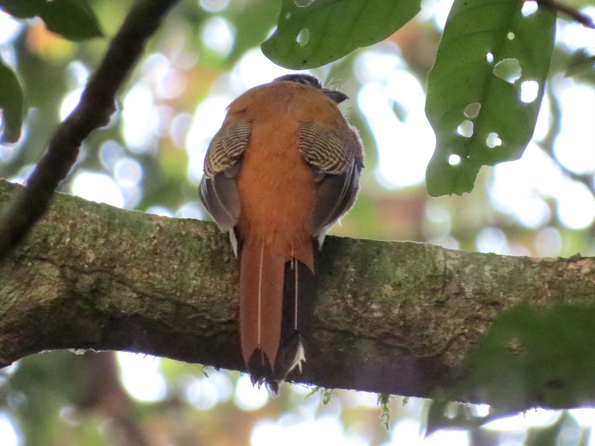 Kızıl Enseli Trogon - ML428268241