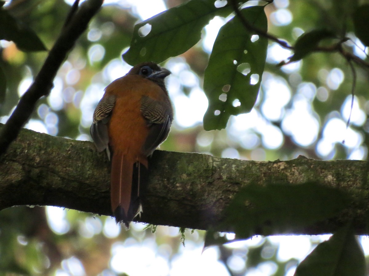 Kızıl Enseli Trogon - ML428268251