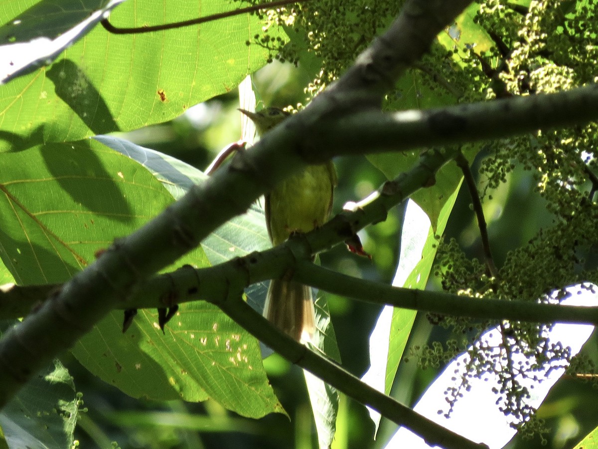 Hairy-backed Bulbul - ML428268821