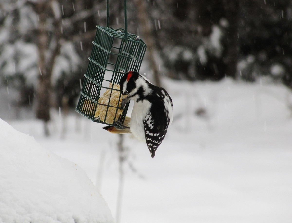 Hairy Woodpecker - ML42826901