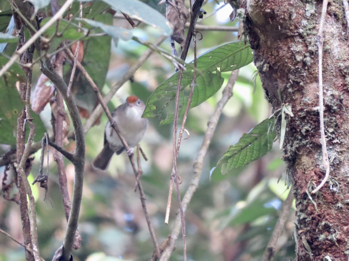 Scaly-crowned Babbler - GARY DOUGLAS