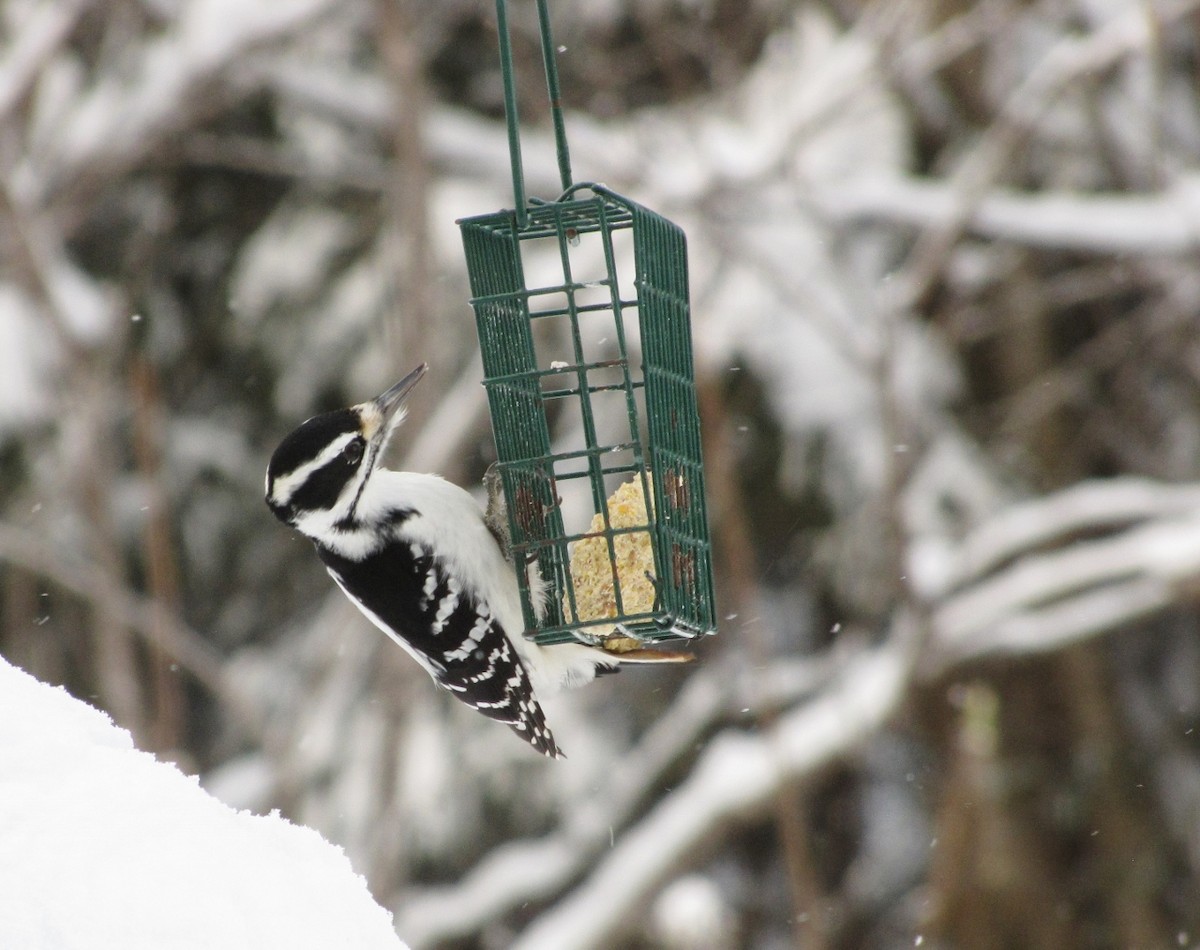 Hairy Woodpecker - ML42826951