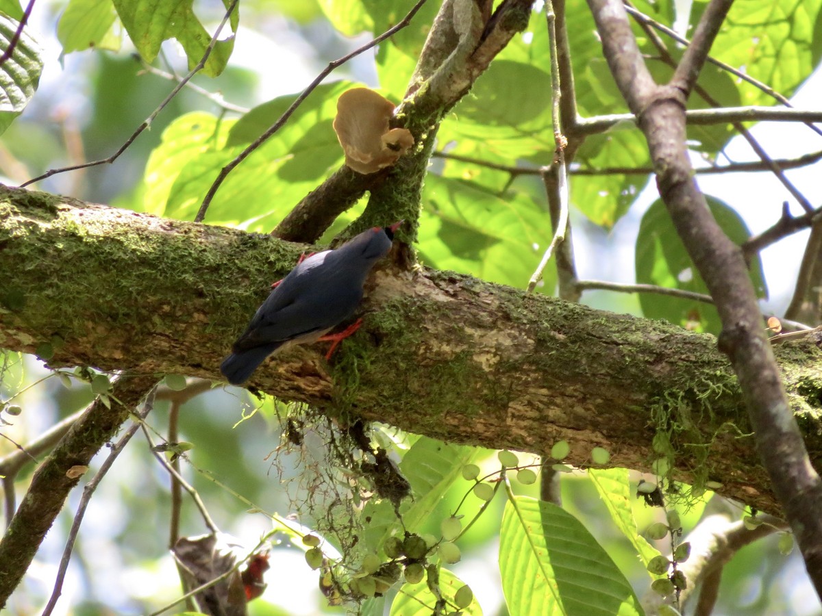 Velvet-fronted Nuthatch - GARY DOUGLAS