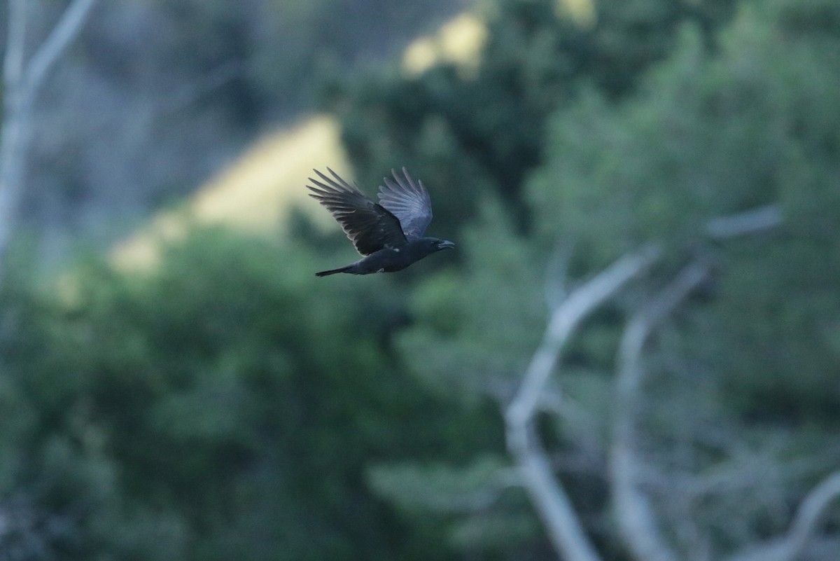 American Crow - ML428269871