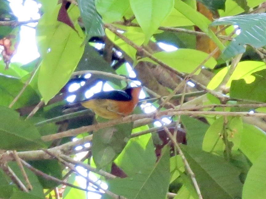 Ruby-cheeked Sunbird - ML428270711