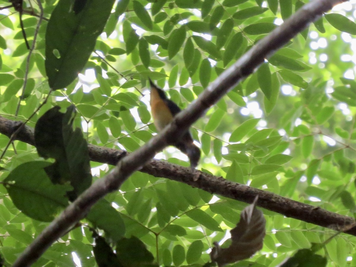 Ruby-cheeked Sunbird - GARY DOUGLAS