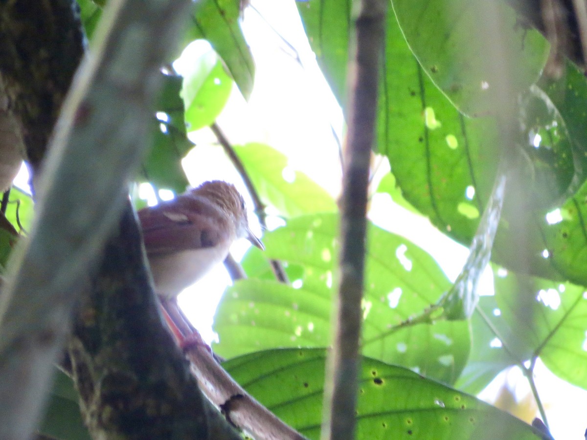 Short-tailed Babbler - GARY DOUGLAS