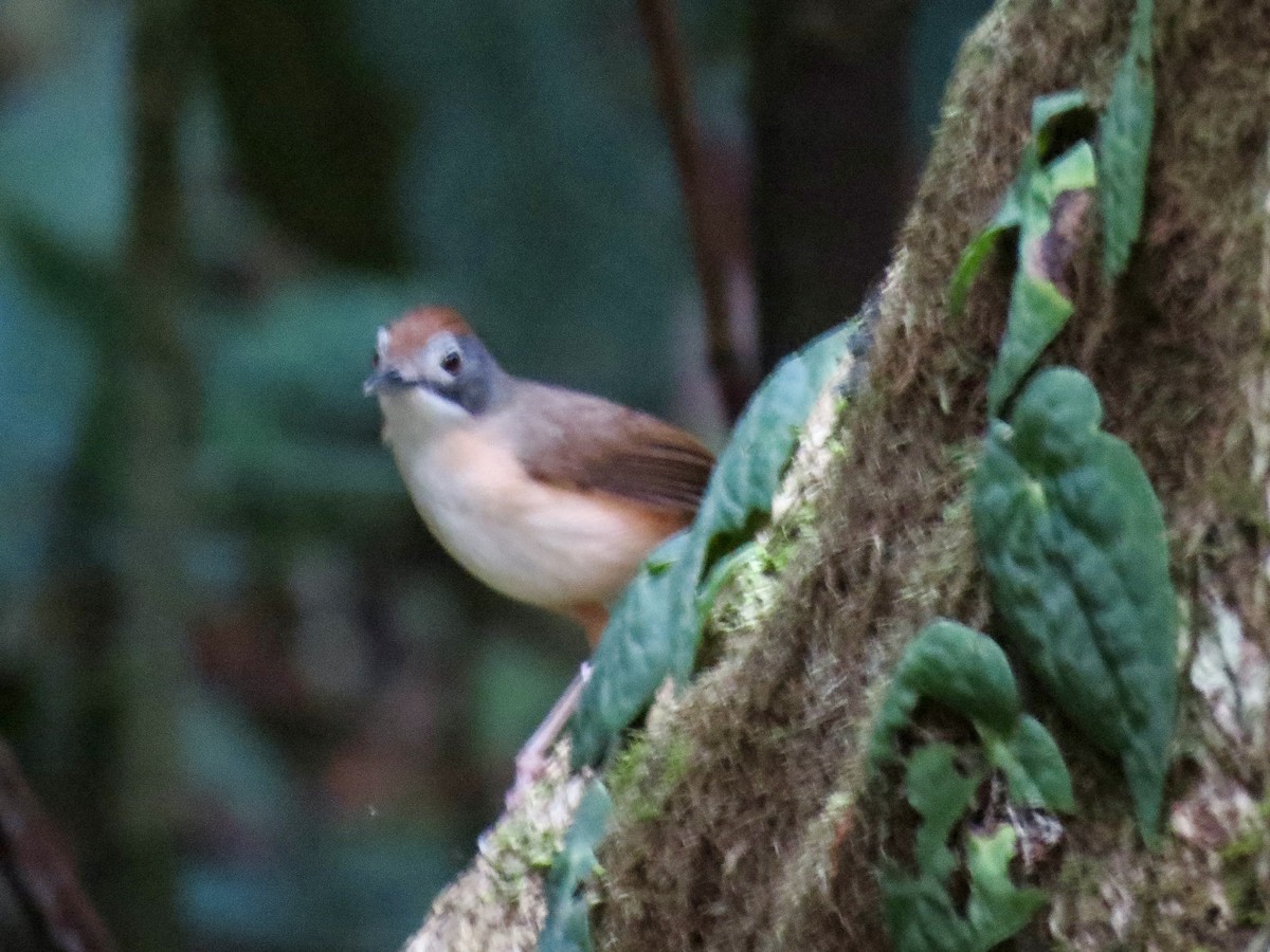 Short-tailed Babbler - GARY DOUGLAS