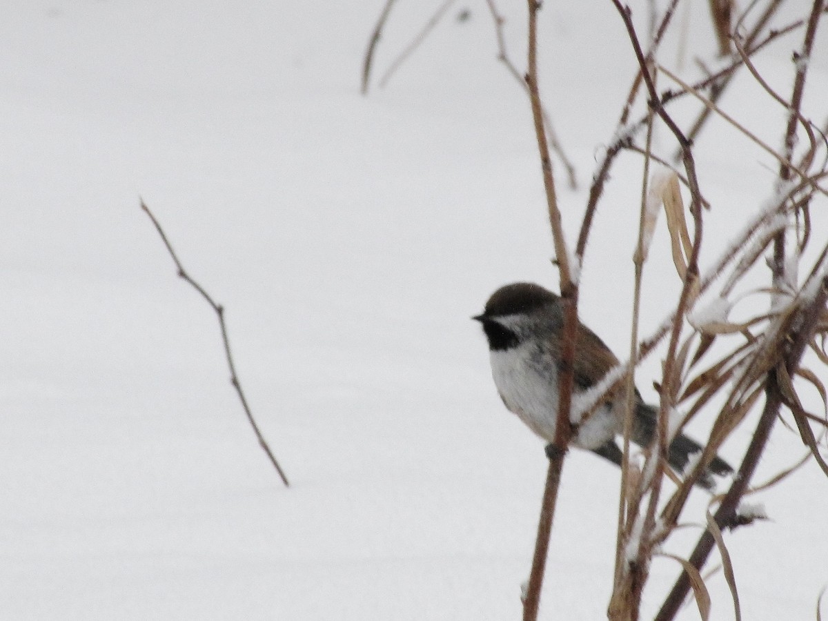 Boreal Chickadee - Suzanne Maillé COHL