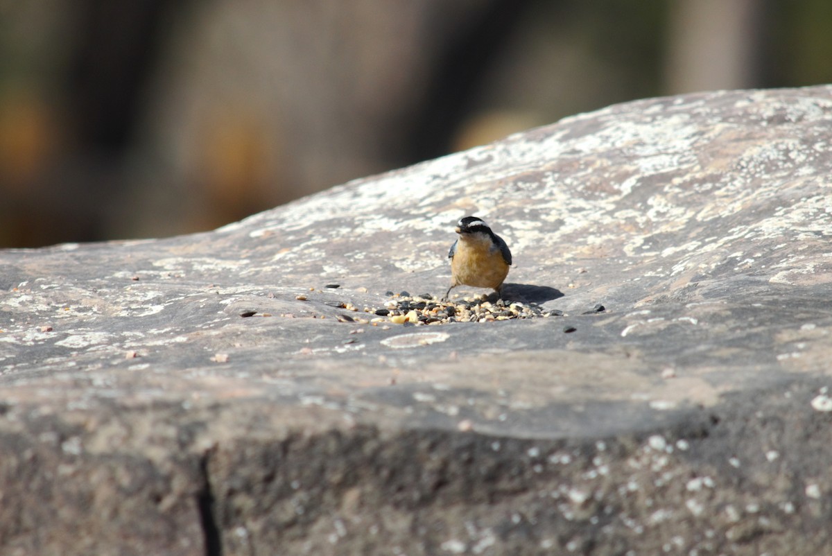 Red-breasted Nuthatch - ML428274341