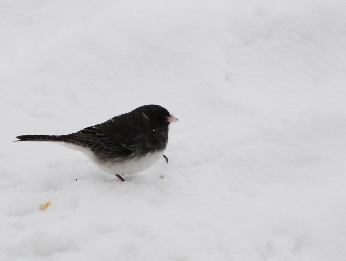 Dark-eyed Junco - ML42827471