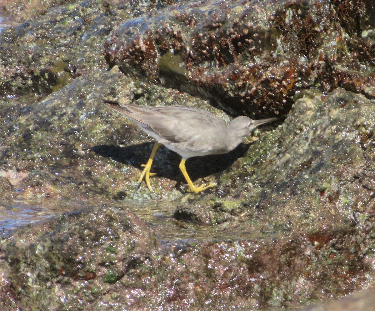 Wandering Tattler - ML428274911