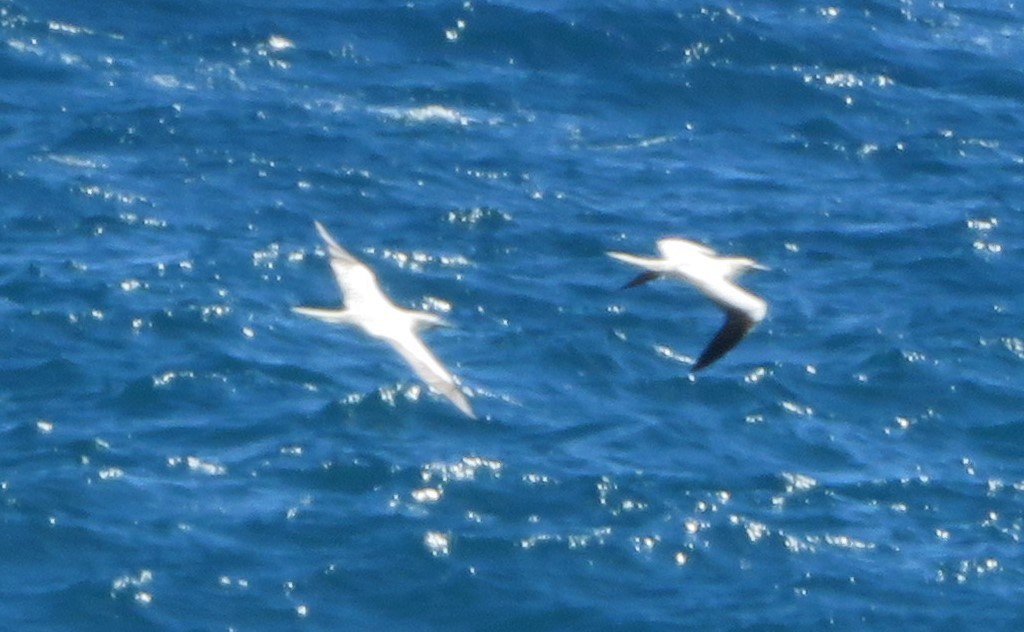 Red-footed Booby - ML428274971