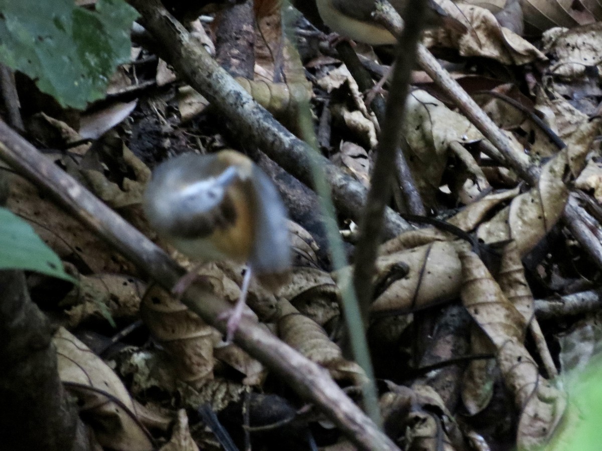 Bornean Black-capped Babbler - GARY DOUGLAS