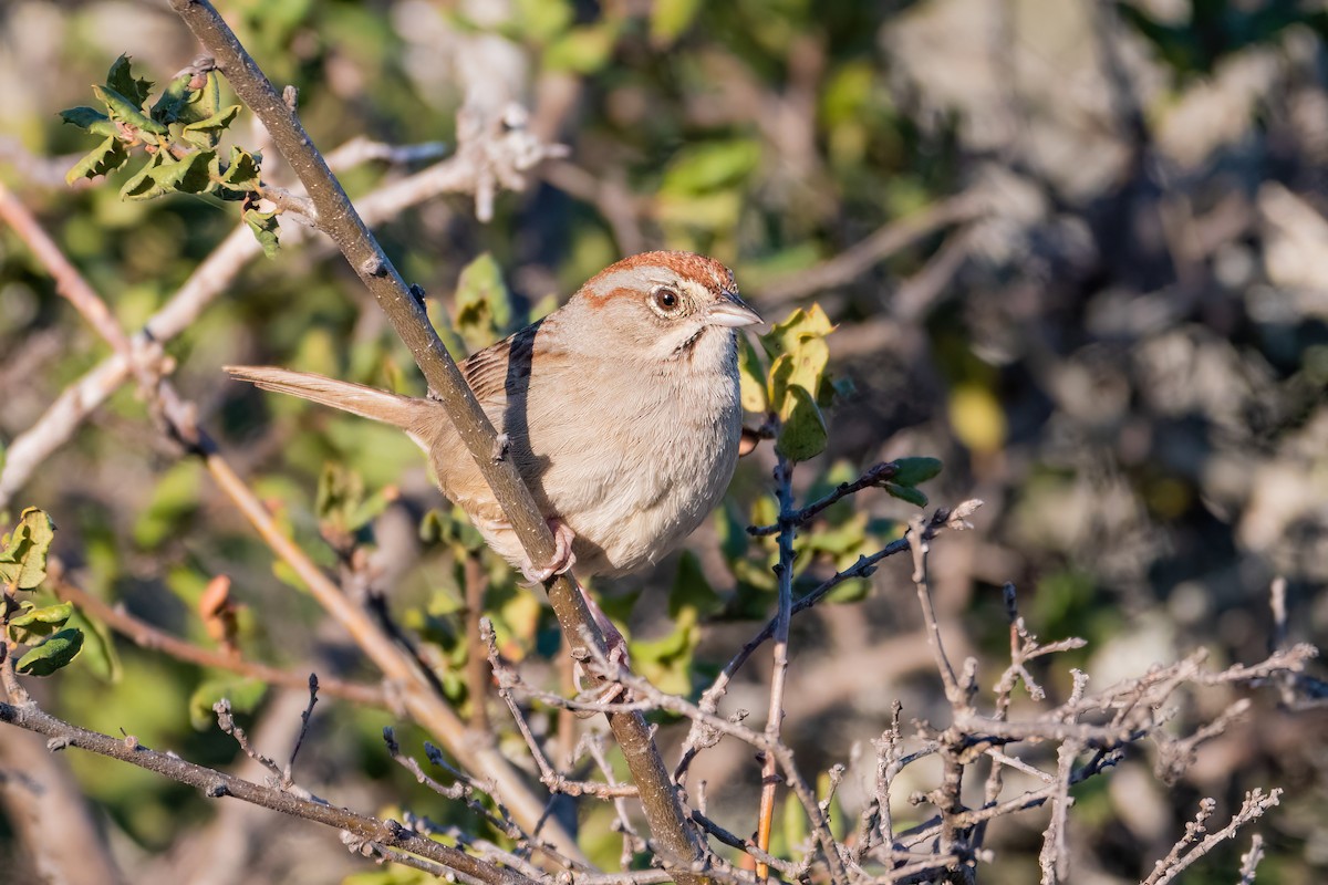 Rufous-crowned Sparrow - Sam  Eberhard