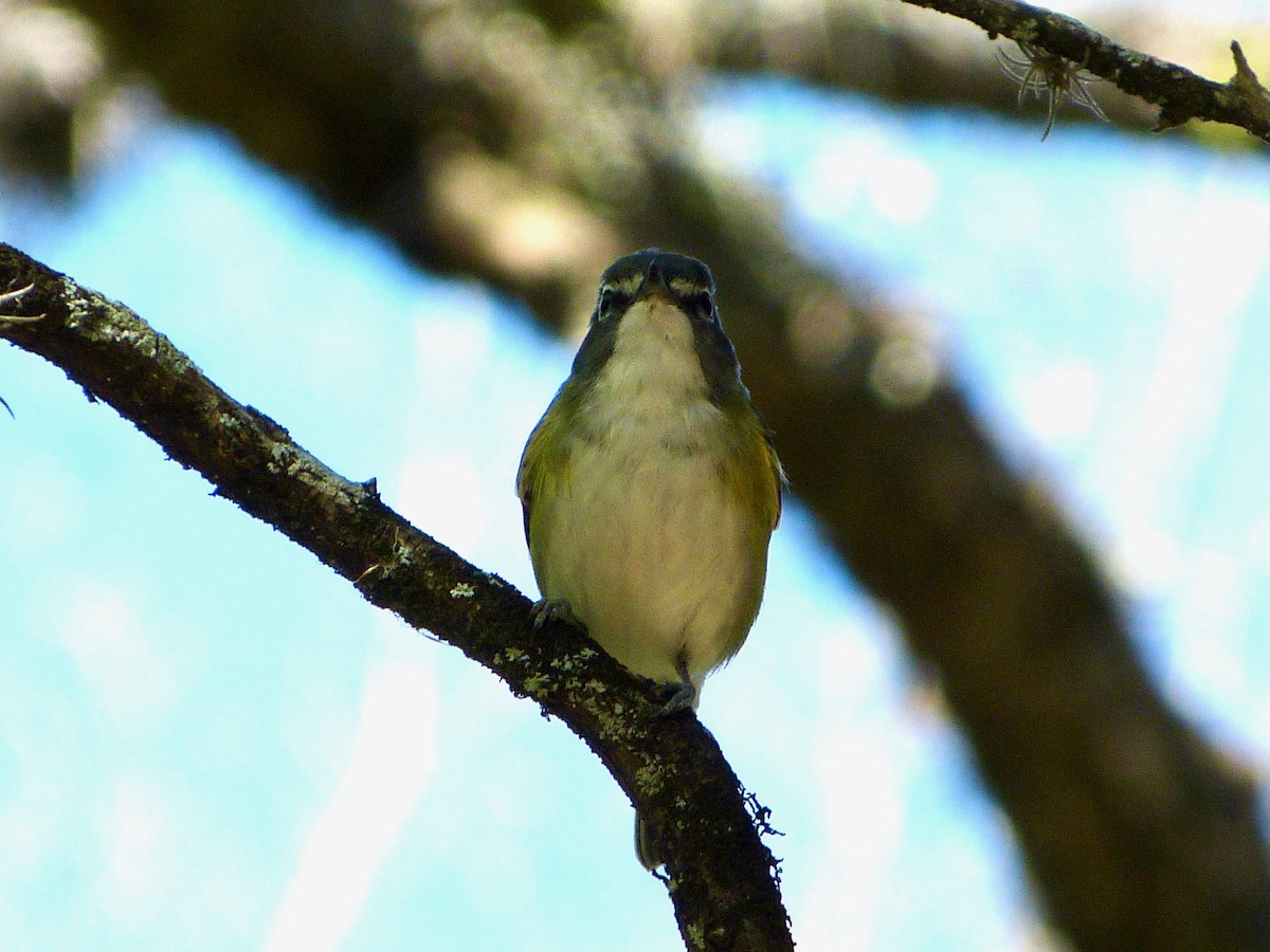 Vireo Solitario - ML428276361