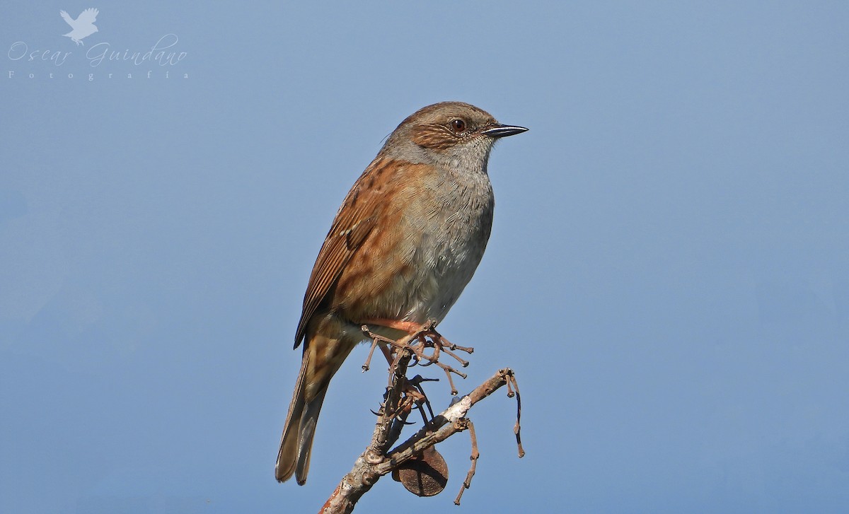 Dunnock - ML428277001